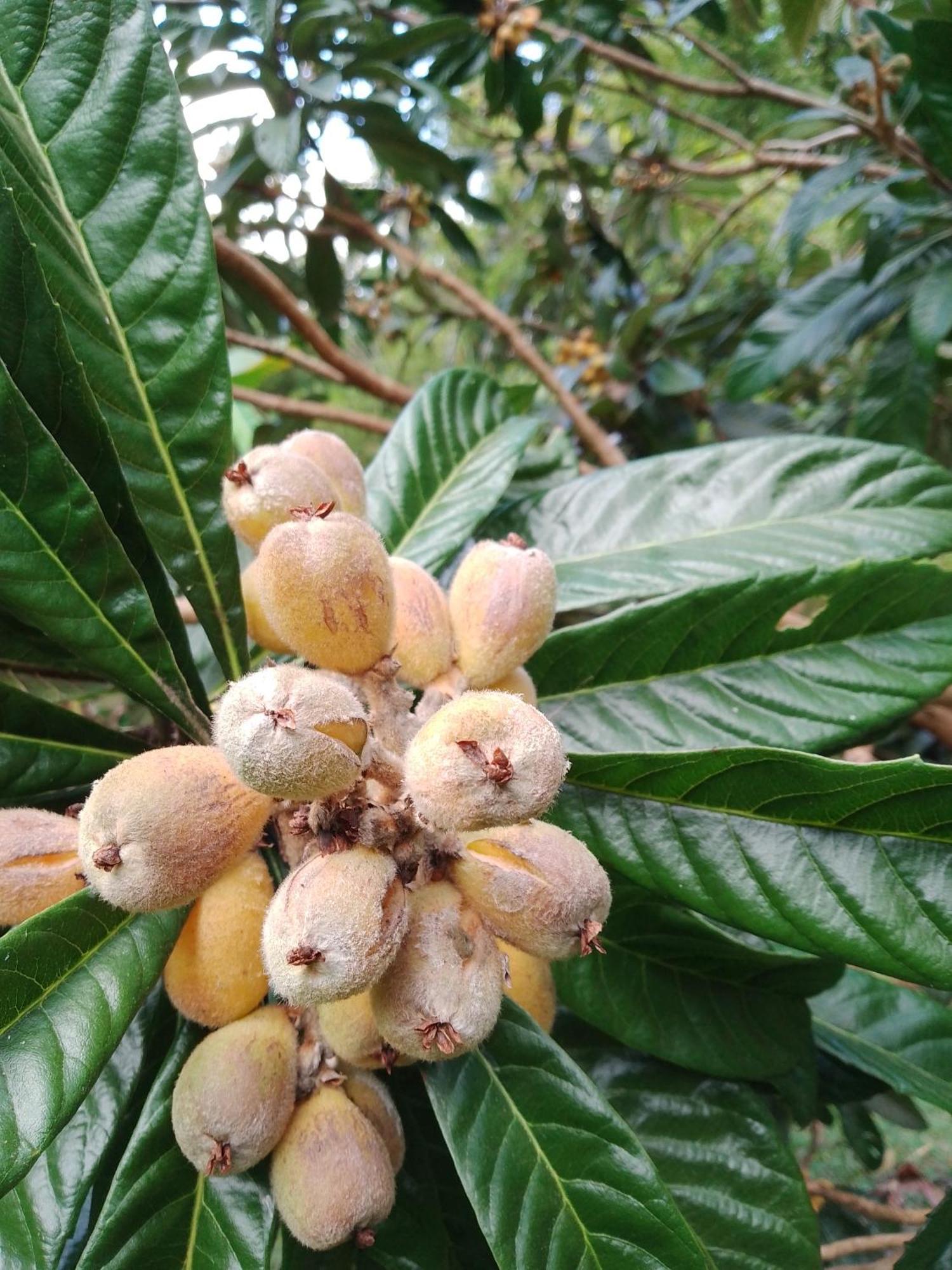 Rancho Pe Da Pedra Villa São Bento do Sapucaí Cameră foto