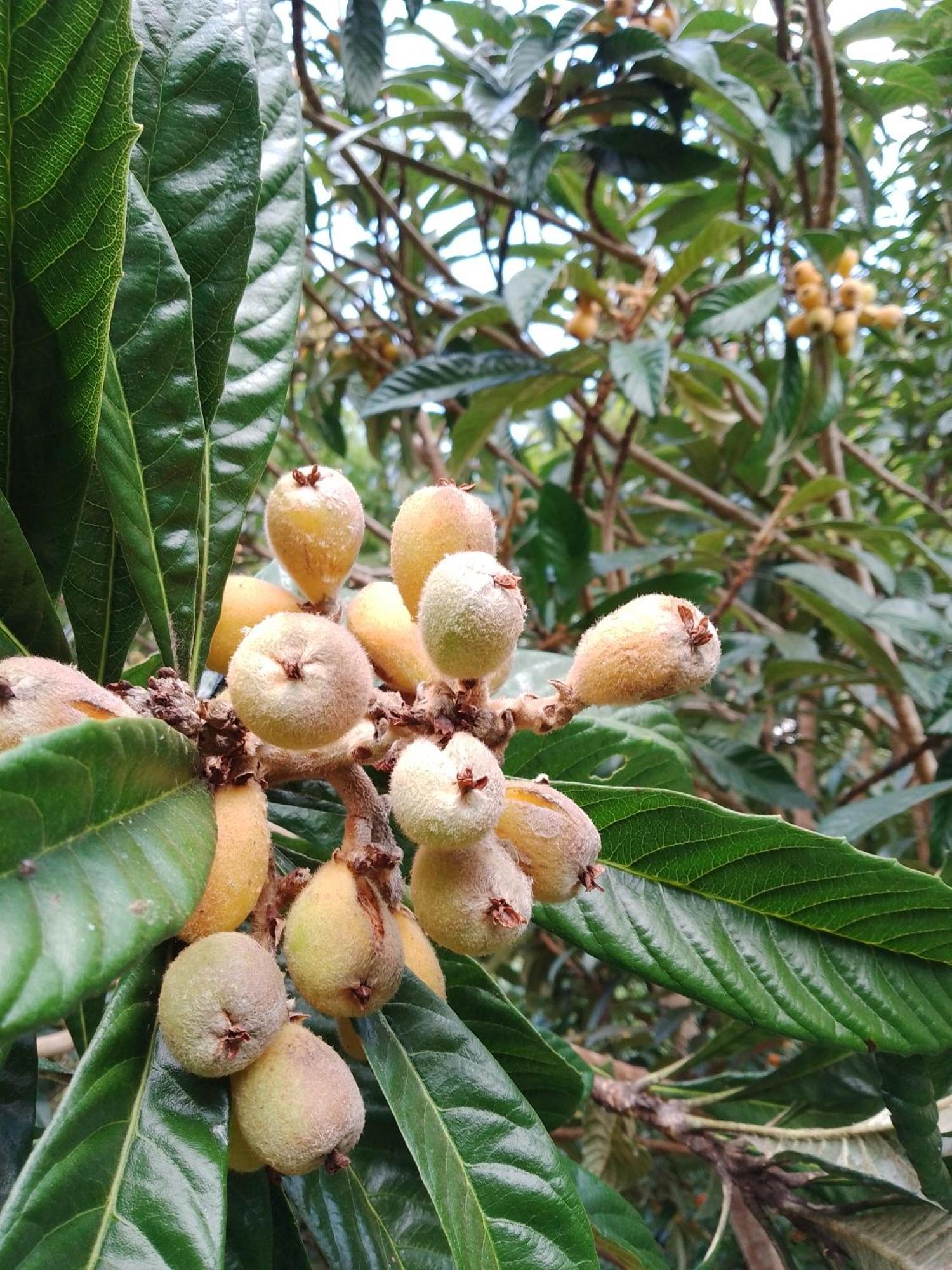 Rancho Pe Da Pedra Villa São Bento do Sapucaí Cameră foto